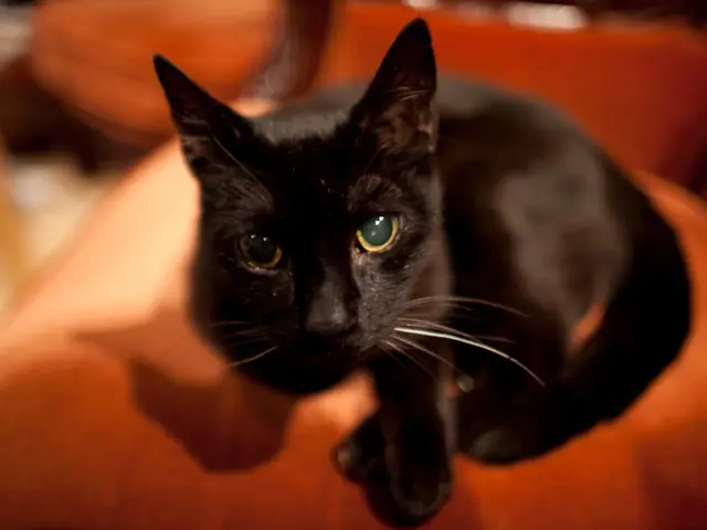 Genetic Differences Revealed: Why Orange Cats Stand Out Among Other Mammal Species